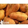 BATATA