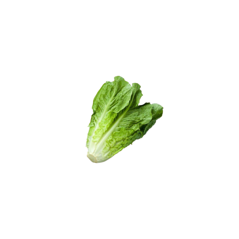 LECHUGA ROMANA
