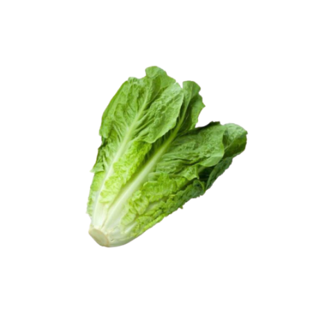 LECHUGA ROMANA