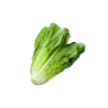 LECHUGA ROMANA