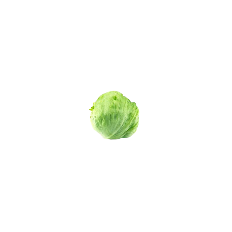 LECHUGA ICEBERG LECHUGA ICEBERG