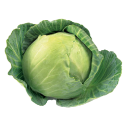 REPOLLO