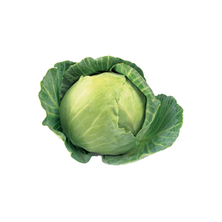 REPOLLO