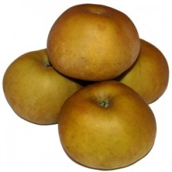 MANZANA REINETA