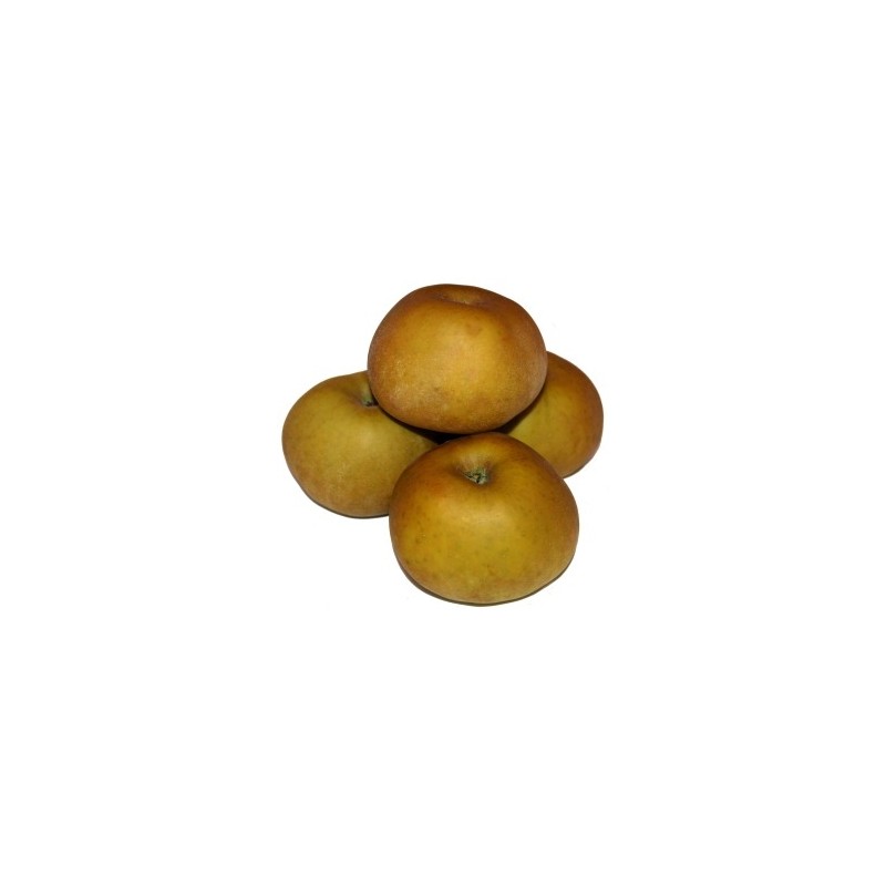 MANZANA REINETA MANZANA REINETA
