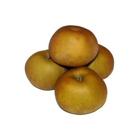 MANZANA REINETA