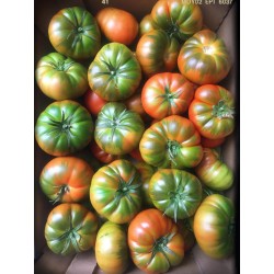 TOMATE RAF