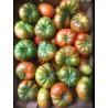 TOMATE RAF