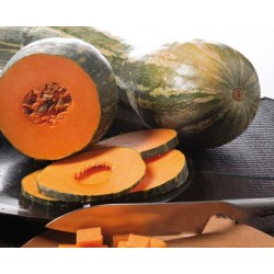 CALABAZA