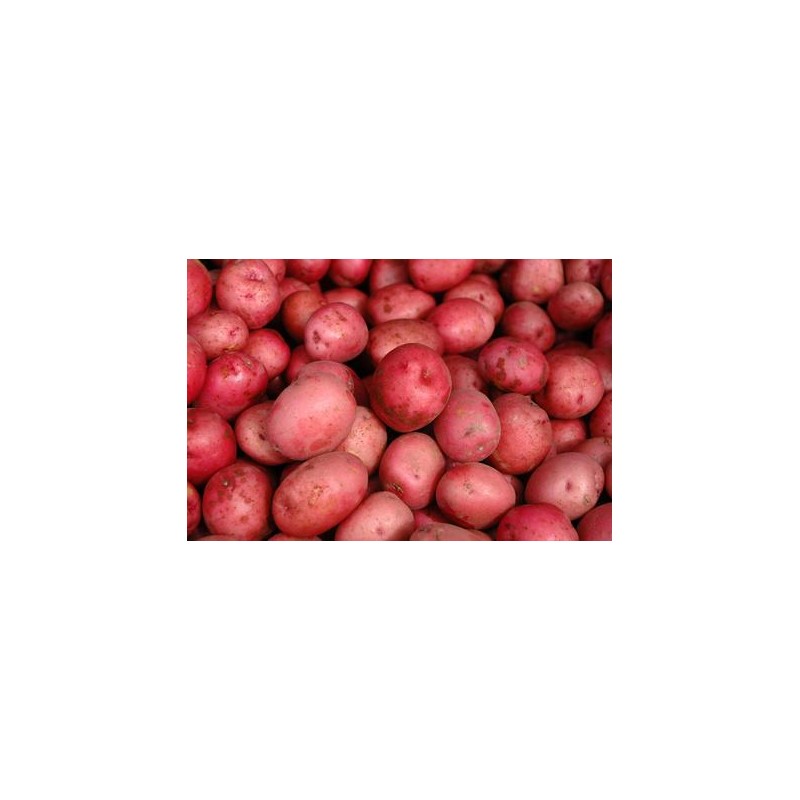 PATATAS ROJAS PATATAS ROJAS