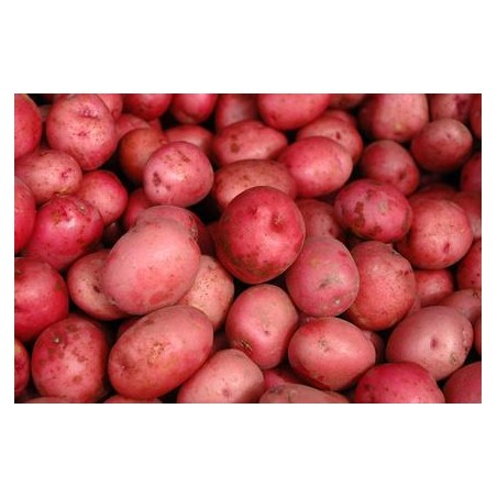 PATATAS ROJAS