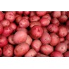 PATATAS ROJAS