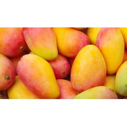 MANGOS