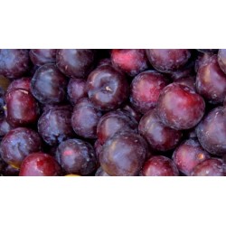 CIRUELAS