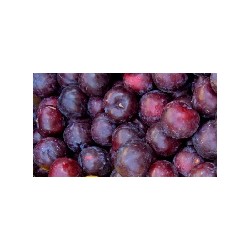CIRUELAS CIRUELAS