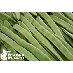 JUDIA VERDE